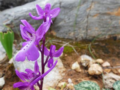 Κάντε κλικ για να δείτε την εικόνα σε πλήρες μέγεθος