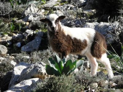 Tam boy resmi görebilmek için tıklayın