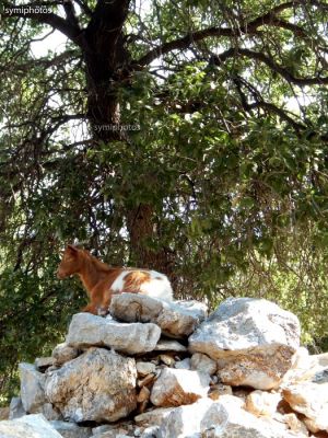 Κάντε κλικ για να δείτε την εικόνα σε πλήρες μέγεθος