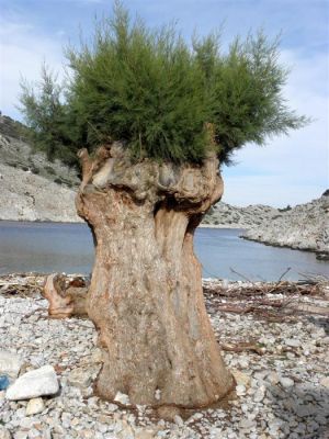 Κάντε κλικ για να δείτε την εικόνα σε πλήρες μέγεθος