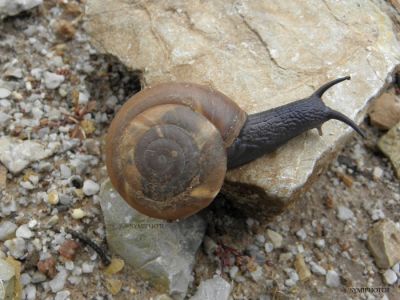 Κάντε κλικ για να δείτε την εικόνα σε πλήρες μέγεθος