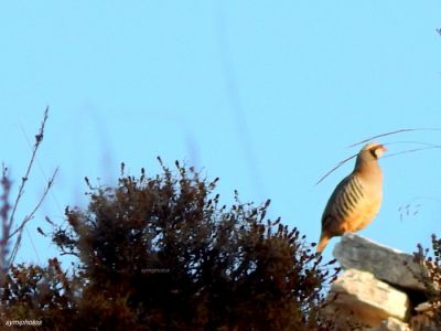 Κάντε κλικ για να δείτε την εικόνα σε πλήρες μέγεθος