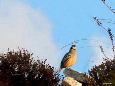 Κάντε κλικ για να δείτε την εικόνα σε πλήρες μέγεθος