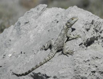 Tam boy resmi görebilmek için tıklayın