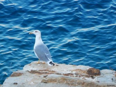 Κάντε κλικ για να δείτε την εικόνα σε πλήρες μέγεθος