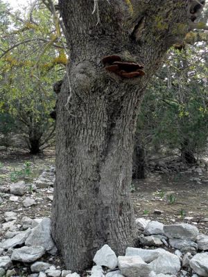 Tam boy resmi görebilmek için tıklayın