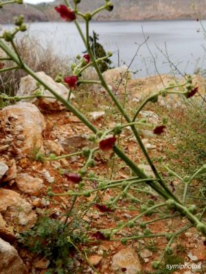 Κάντε κλικ για να δείτε την εικόνα σε πλήρες μέγεθος