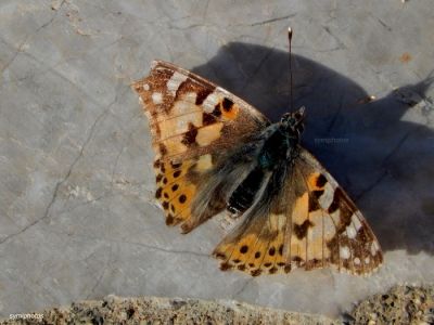 Κάντε κλικ για να δείτε την εικόνα σε πλήρες μέγεθος