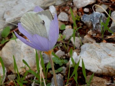 Κάντε κλικ για να δείτε την εικόνα σε πλήρες μέγεθος