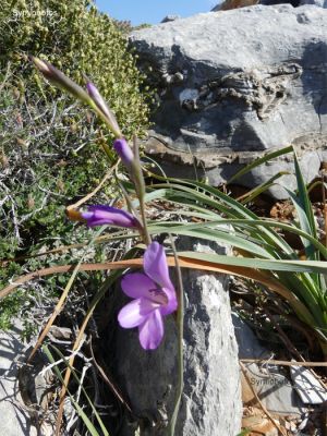 Κάντε κλικ για να δείτε την εικόνα σε πλήρες μέγεθος