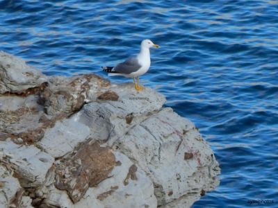 Κάντε κλικ για να δείτε την εικόνα σε πλήρες μέγεθος