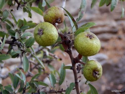 Κάντε κλικ για να δείτε την εικόνα σε πλήρες μέγεθος