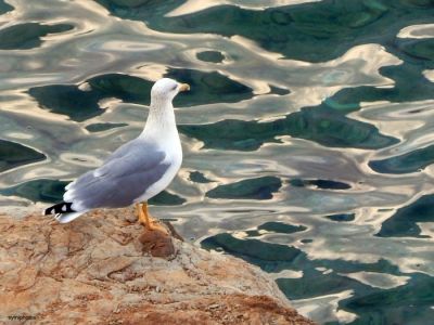 Κάντε κλικ για να δείτε την εικόνα σε πλήρες μέγεθος