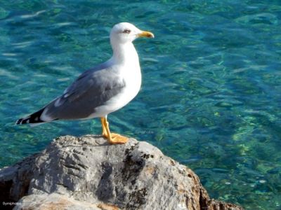 Κάντε κλικ για να δείτε την εικόνα σε πλήρες μέγεθος