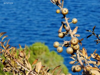 Κάντε κλικ για να δείτε την εικόνα σε πλήρες μέγεθος