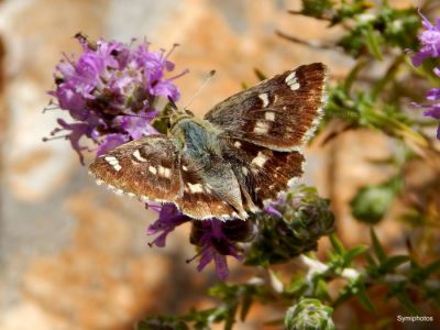 Κάντε κλικ για να δείτε την εικόνα σε πλήρες μέγεθος