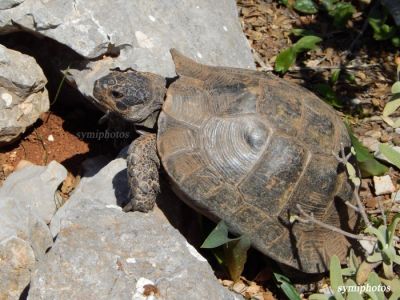 Κάντε κλικ για να δείτε την εικόνα σε πλήρες μέγεθος