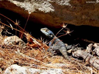 Κάντε κλικ για να δείτε την εικόνα σε πλήρες μέγεθος