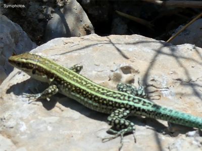 Κάντε κλικ για να δείτε την εικόνα σε πλήρες μέγεθος