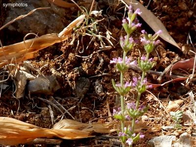 Κάντε κλικ για να δείτε την εικόνα σε πλήρες μέγεθος