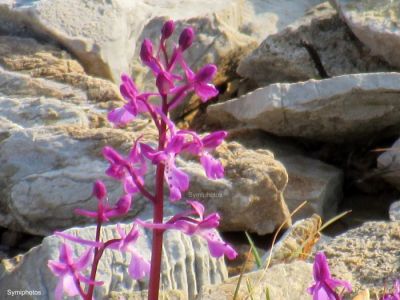 Κάντε κλικ για να δείτε την εικόνα σε πλήρες μέγεθος