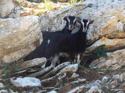 Tam boy resmi görebilmek için tıklayın