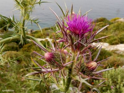 Κάντε κλικ για να δείτε την εικόνα σε πλήρες μέγεθος