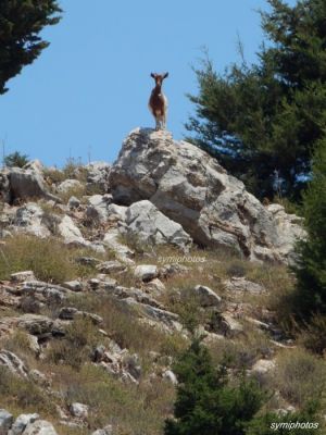 Tam boy resmi görebilmek için tıklayın