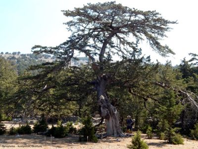 Tam boy resmi görebilmek için tıklayın