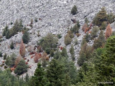 Tam boy resmi görebilmek için tıklayın