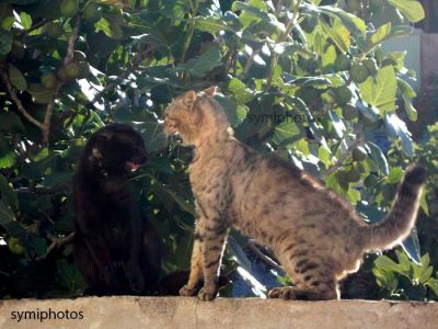 Κάντε κλικ για να δείτε την εικόνα σε πλήρες μέγεθος