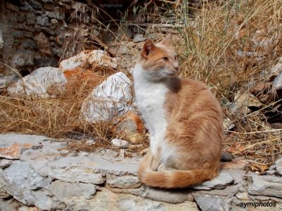 Κάντε κλικ για να δείτε την εικόνα σε πλήρες μέγεθος