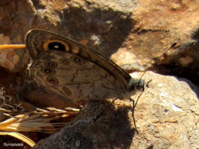 Κάντε κλικ για να δείτε την εικόνα σε πλήρες μέγεθος