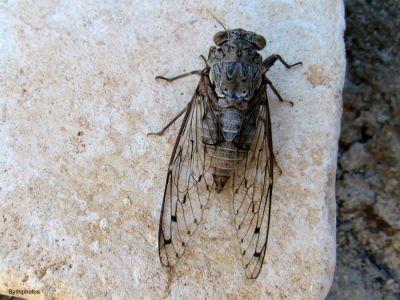 Κάντε κλικ για να δείτε την εικόνα σε πλήρες μέγεθος