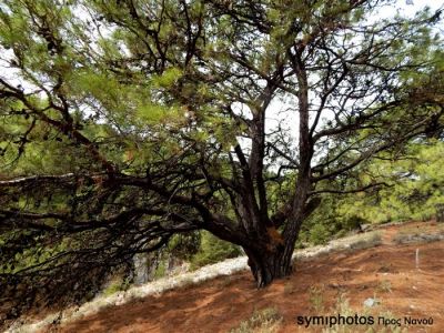 Κάντε κλικ για να δείτε την εικόνα σε πλήρες μέγεθος