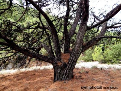 Κάντε κλικ για να δείτε την εικόνα σε πλήρες μέγεθος