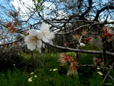 Κάντε κλικ για να δείτε την εικόνα σε πλήρες μέγεθος