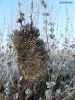 Filename=SPhEKOPhOLIA~0.jpg
Filesize=521KiB
Dimensions=525x700
Date added=Nov 12, 2025 SPhEKOPhOLIA~0.jpg