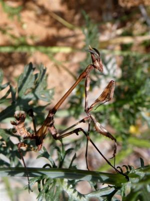 Κάντε κλικ για να δείτε την εικόνα σε πλήρες μέγεθος