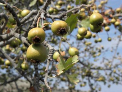 Κάντε κλικ για να δείτε την εικόνα σε πλήρες μέγεθος