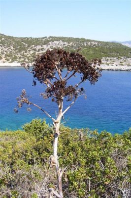 Κάντε κλικ για να δείτε την εικόνα σε πλήρες μέγεθος