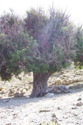 Κάντε κλικ για να δείτε την εικόνα σε πλήρες μέγεθος