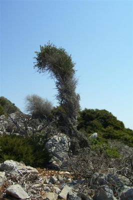 Κάντε κλικ για να δείτε την εικόνα σε πλήρες μέγεθος