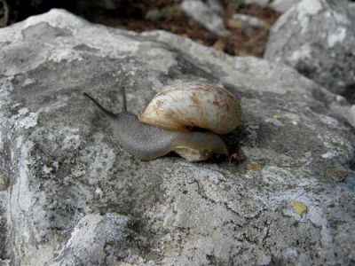 Κάντε κλικ για να δείτε την εικόνα σε πλήρες μέγεθος