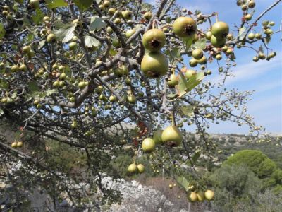 Κάντε κλικ για να δείτε την εικόνα σε πλήρες μέγεθος