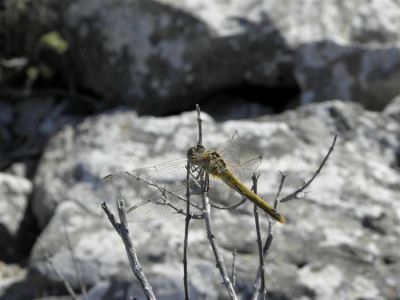 Κάντε κλικ για να δείτε την εικόνα σε πλήρες μέγεθος