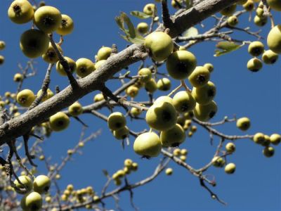 Κάντε κλικ για να δείτε την εικόνα σε πλήρες μέγεθος