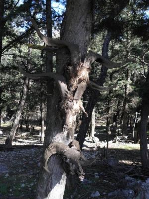 Tam boy resmi görebilmek için tıklayın