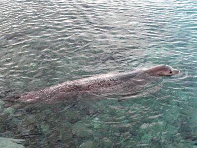 Κάντε κλικ για να δείτε την εικόνα σε πλήρες μέγεθος