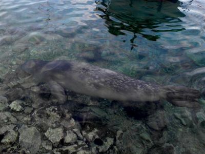 Κάντε κλικ για να δείτε την εικόνα σε πλήρες μέγεθος